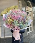 гипсофила разноцветная